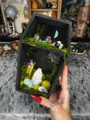 Image 2 of Coffin & Star Oddity Shelf