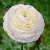 Image 2 of Italian Ranunculus Seeds - BIANCO 1 
