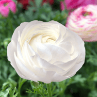 Italian Ranunculus Seeds - BIANCO 2