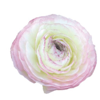 Image 2 of Italian Ranunculus Seeds- BIANCO SFUMATO