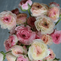 Image 1 of Italian Ranunculus Seeds- BIANCO SFUMATO