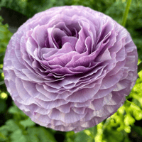 Image 1 of Italian Ranunculus Seeds - MALVA