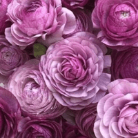 Image 2 of Italian Ranunculus Seeds - MALVA