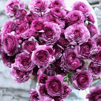 Image 3 of Italian Ranunculus Seeds - MALVA