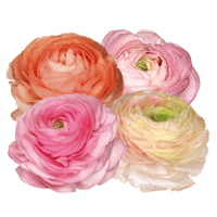 Image 2 of Italian Ranunculus Seeds - PASTELLO 1