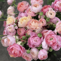 Image 1 of Italian Ranunculus Seeds - PASTELLO 1