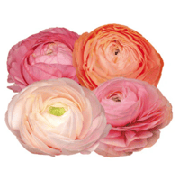 Image 2 of Italian Ranunculus Seeds - PASTELLO 2