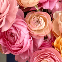 Image 1 of Italian Ranunculus Seeds - PASTELLO 2