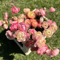 Image 3 of Italian Ranunculus Seeds - PASTELLO 2