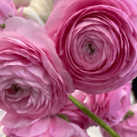 Image 2 of Italian Ranunculus Seeds - ROSA