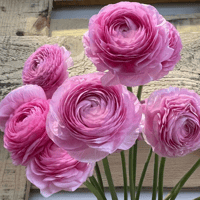 Image 1 of Italian Ranunculus Seeds - ROSA