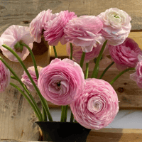Image 2 of Italian Ranunculus Seeds - ROSA CHIARO