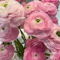 Image 1 of Italian Ranunculus Seeds - ROSA CHIARO