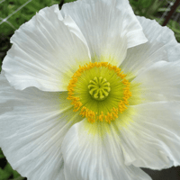 Giant Italian Colibri Poppies - BIANCO