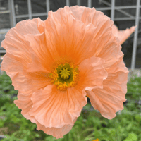 Giant Italian Colibri Poppies - ROSA CHIARO PASTELLO