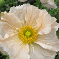 Giant Italian Colibri Poppies - ROSA CHIARO