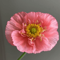 Giant Italian Colibri Poppies - SALMONATO