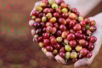 Image 4 of DREAMER (#6):  Medium Roast from Nicaragua