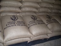 Image 5 of DREAMER (#6):  Medium Roast from Nicaragua