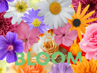 Image 4 of Bloom
