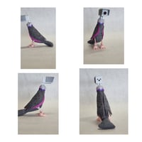 Image 1 of Silver, Neon, Gold, and Orange Headed Birds