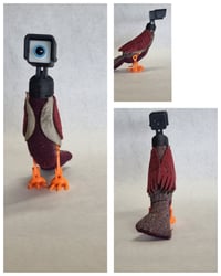 Image 3 of Pink, Blue, and Black Headed Birds