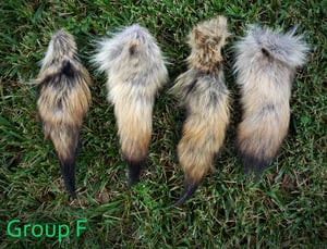 Image of Scrap Coyote Tails