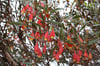 Eucalyptus dolichorhyncha - Fuchsia Gum