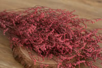 Image 1 of Preserved Limomium - Red