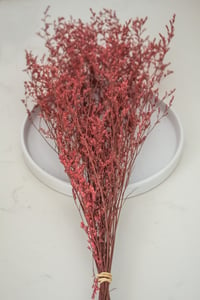 Image 2 of Preserved Limomium - Red