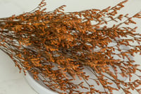 Image 1 of Preserved Limomium - Orange