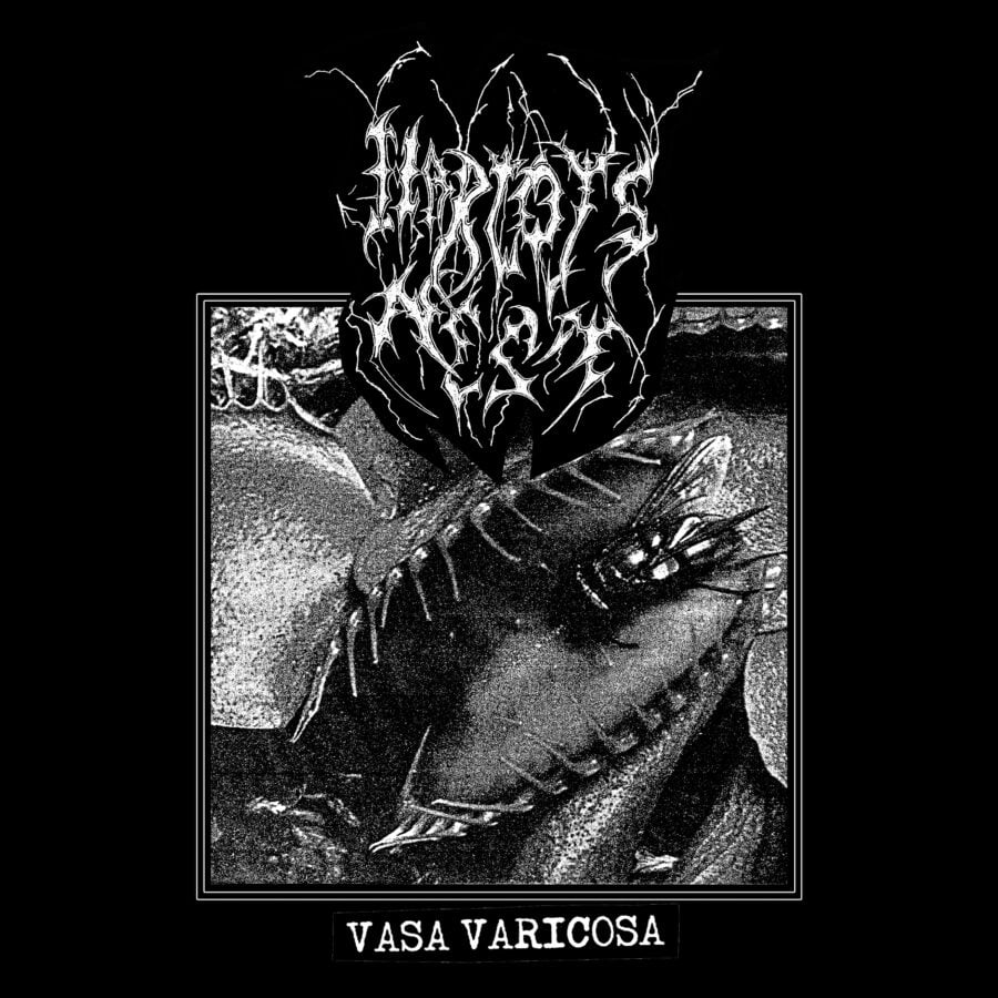 Image of Harlot's Nest - Vasa Varicosa LP