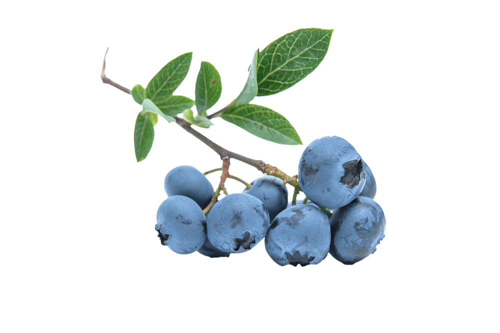 BLUEshea! BLUEskin! Anti-Aging Blueberry Seed Oil & Butter w/Shea. SPF4-UV-BLUE LIGHT defense.