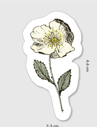 Autocollant fleur Rose de noël