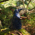 Raven BirdLady Image 4