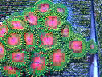 Awesome Blossom 3 polyps