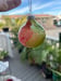 Image of Green and red Christmas ornament