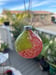 Image of Green and red Christmas ornament
