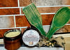 GHANAshea! High-End Luxurious West African Body Butter.  Natural Collagen Booster. SPF:3-4