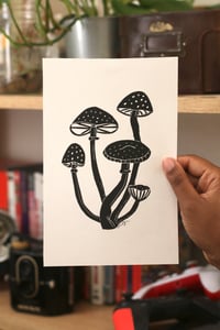 Image of mushrooms