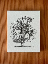 Image 1 of Grandmother Maple Print