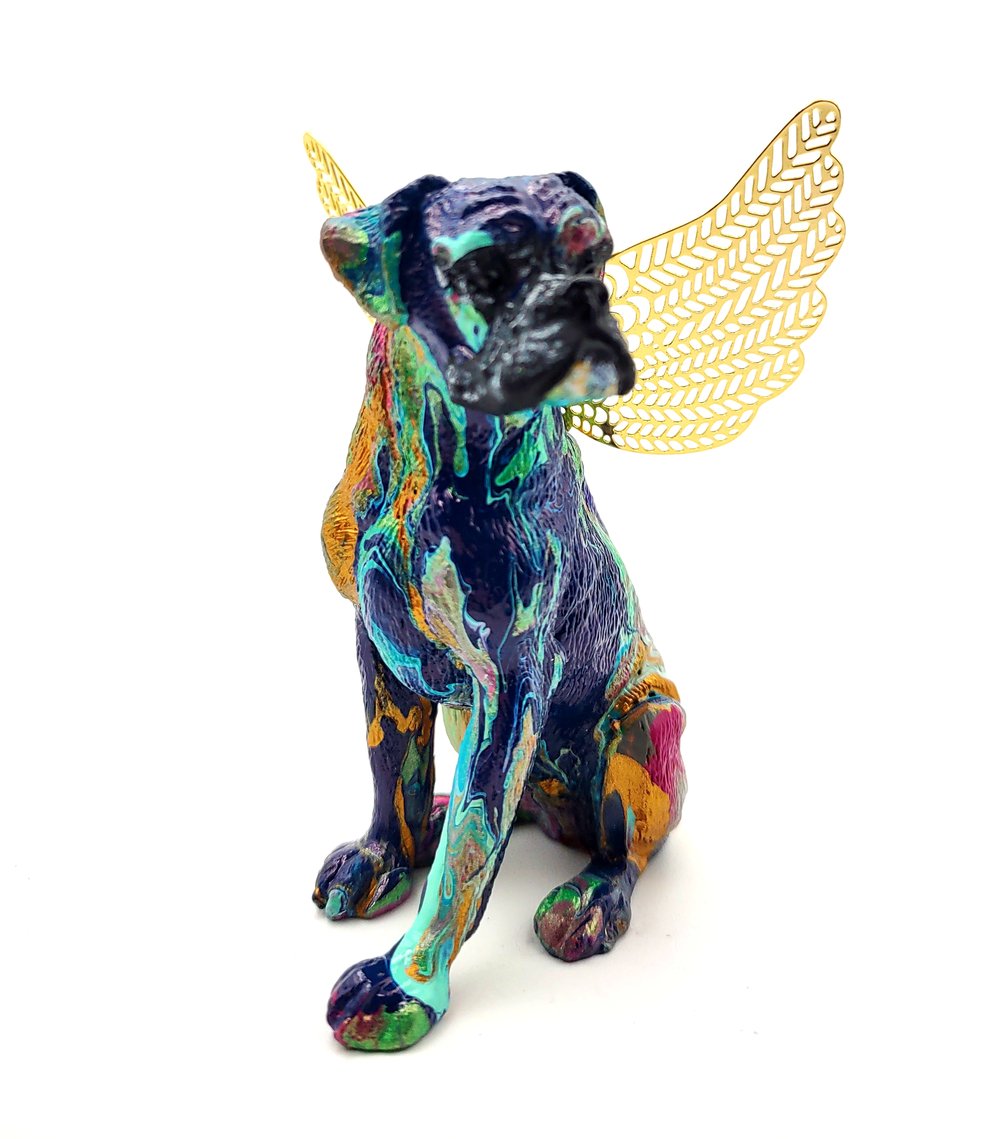 Male Blue Gold Aqua Rainbow Boxer Angel