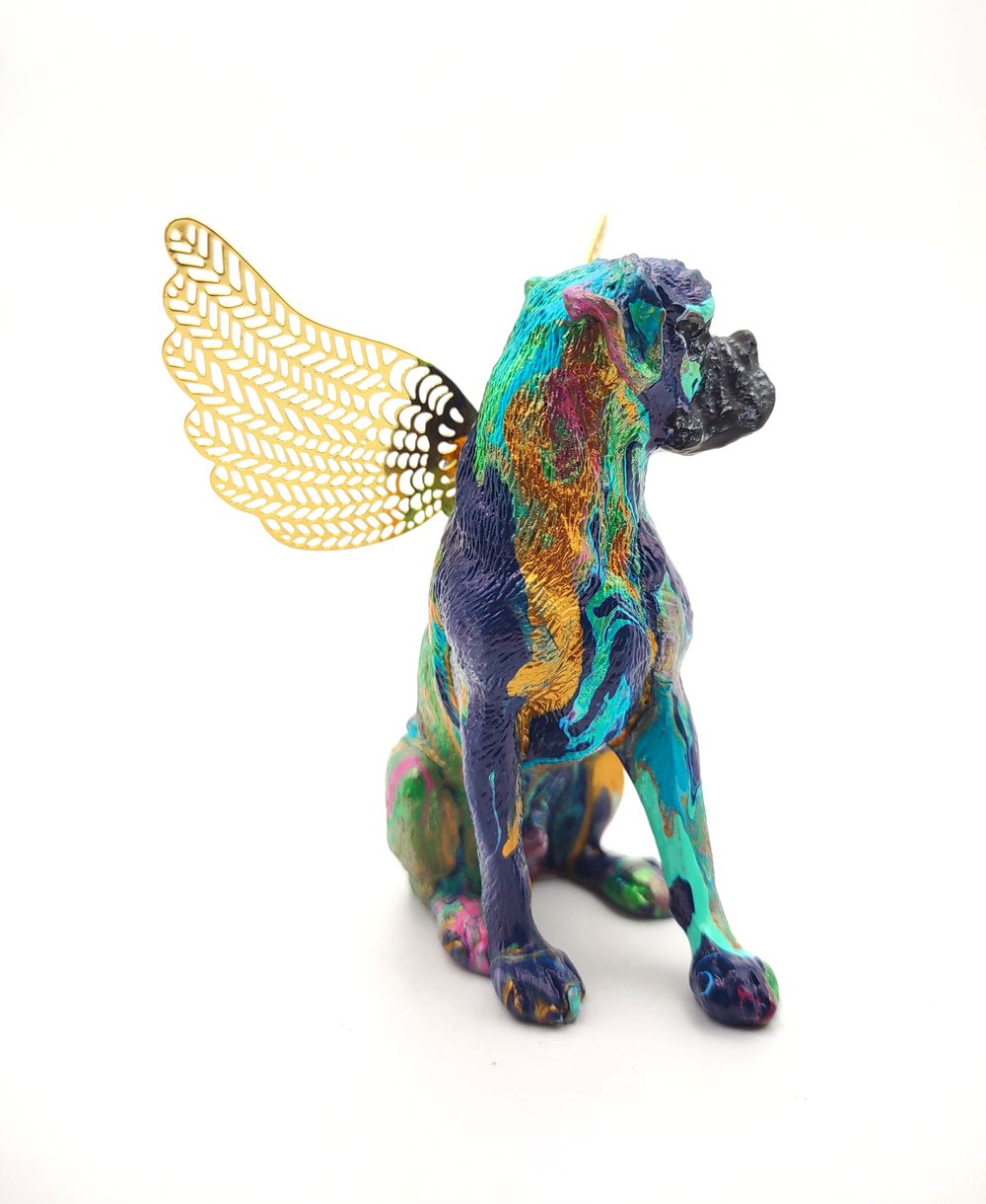 Male Blue Gold Aqua Rainbow Boxer Angel