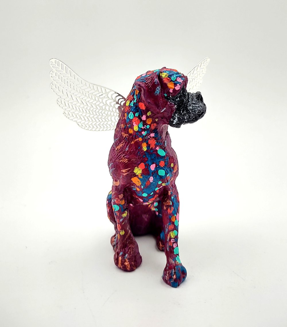 Female Plum Rainbow Boxer Angel 