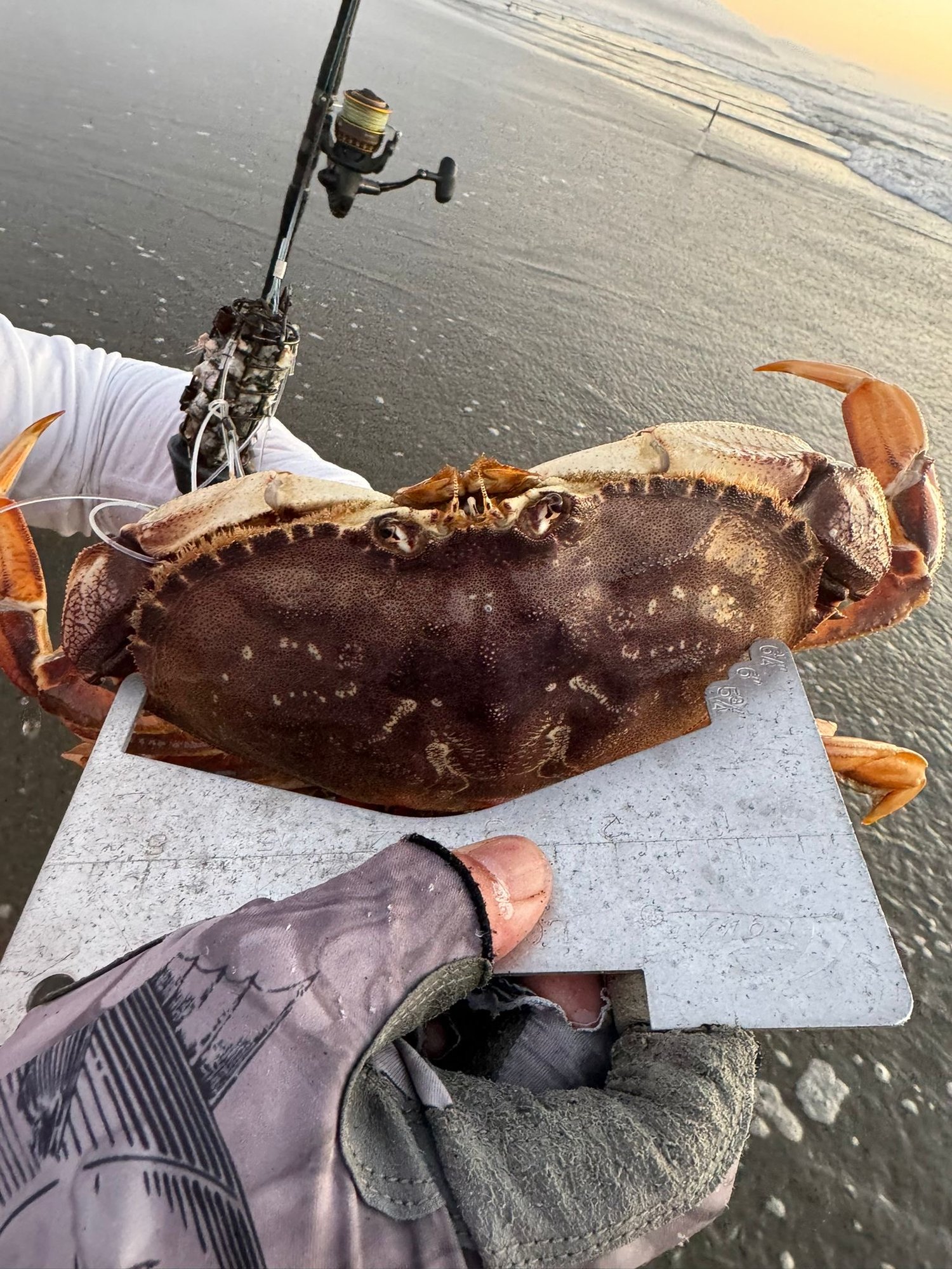 Image of Torpedo Crab Snares custom bait door locking clip and rubber