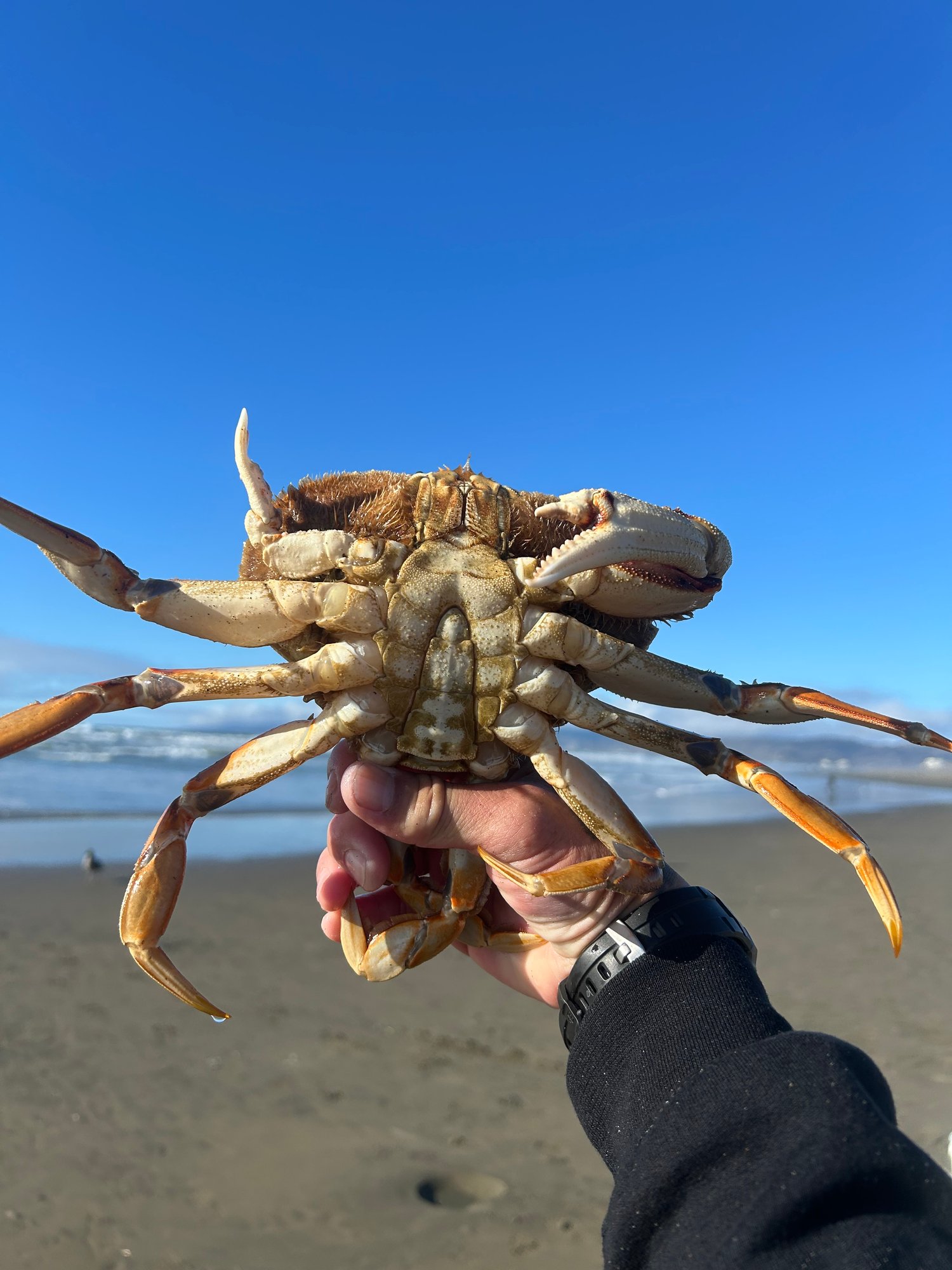 Image of Torpedo Crab Snares custom bait door locking clip and rubber