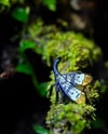 Lanternfly (Pyrops heringi) hard enamel pin