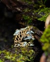 Clouded leopard enamel pin