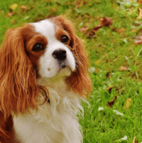 King Charles Spaniel