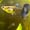 Image of Super Green Dragon Halfmoon
